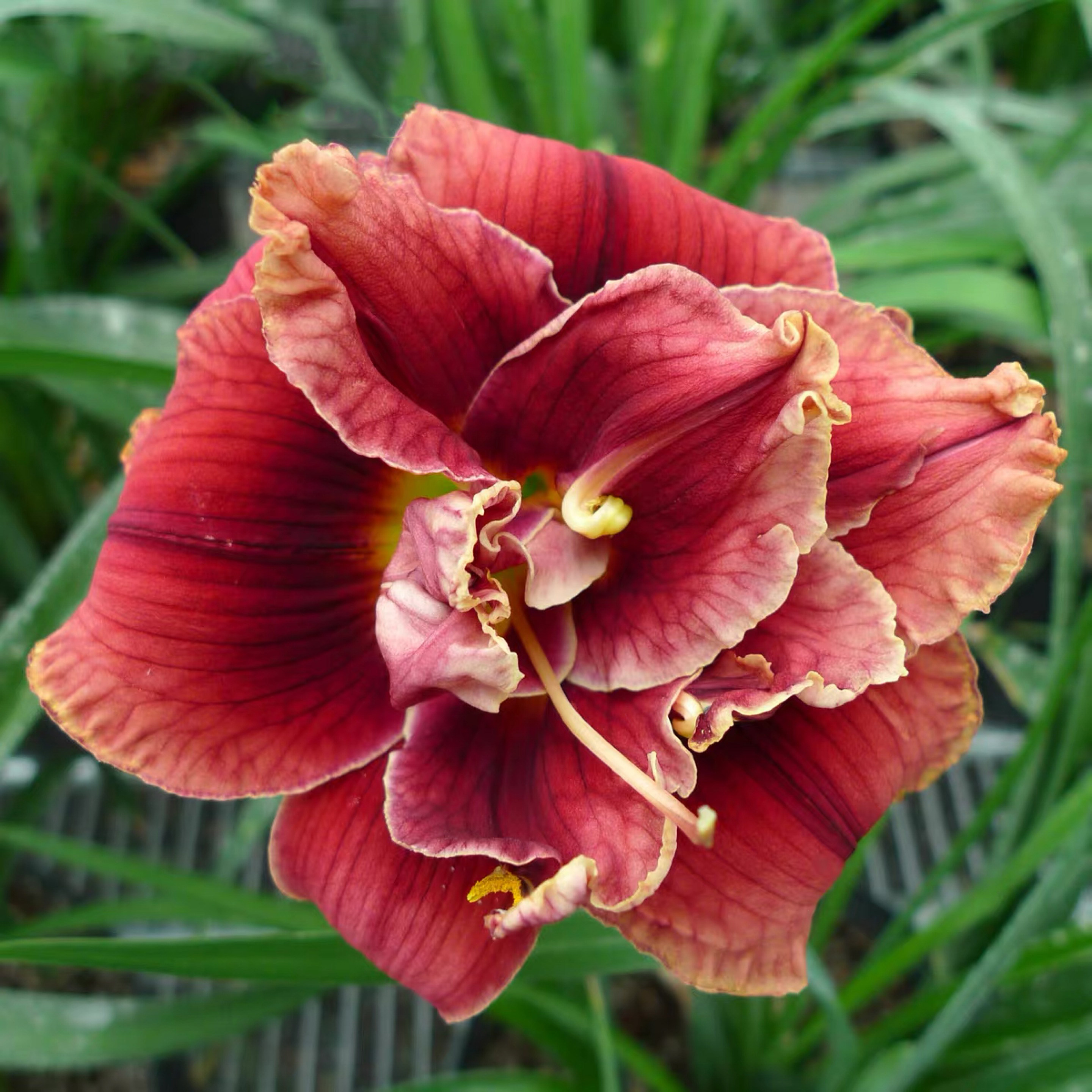 沐子哥庭院进口大花萱草多年生宿根耐寒多季顺丰发货