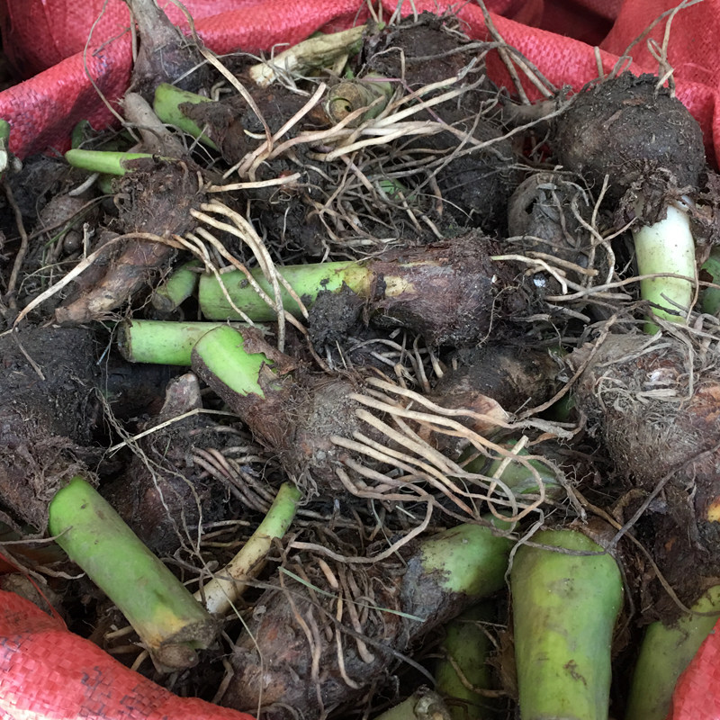 正宗广西荔浦芋头种植苗 荔浦香芋种子苗 槟榔大香芋紫藤芋种苗
