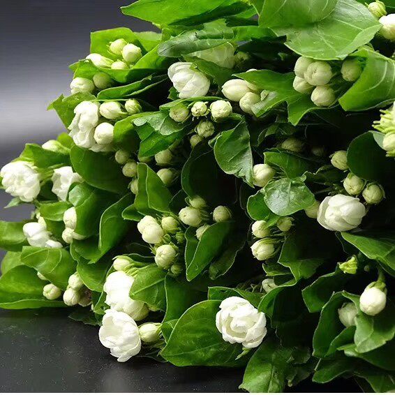 茉莉花鲜花送人新鲜清香花朵办公室餐桌水养瓶插花束北京同城包邮