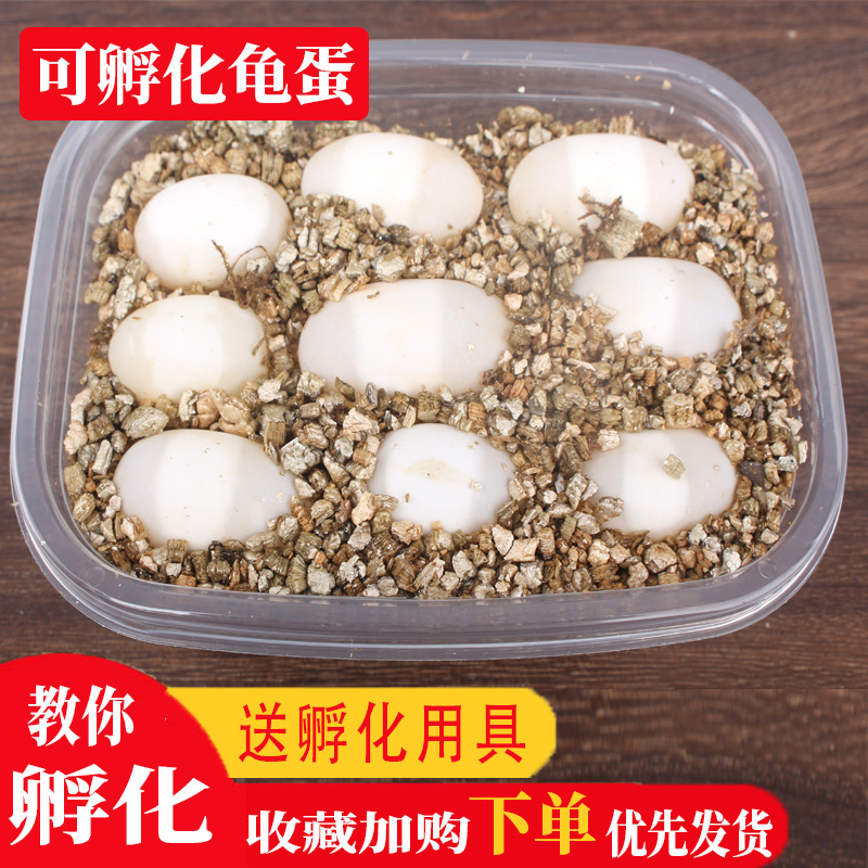 可孵化乌龟蛋草龟蛋花龟蛋巴西火焰地图鳄龟黄耳宠物龟受精蛋包邮