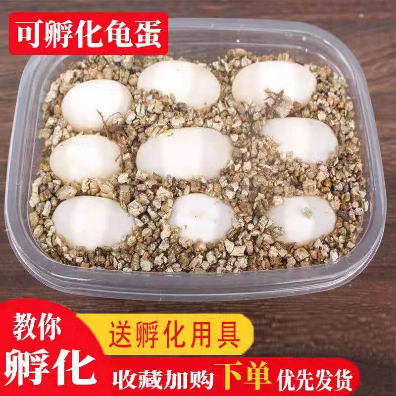 小乌龟蛋鳄乌龟蛋乌龟蛋可孵化受精蛋学生便宜送孵化器孵化盒草龟