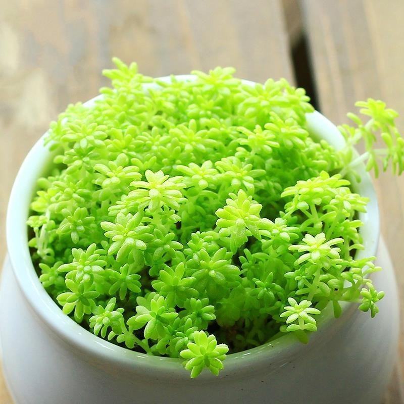 多肉植物黄金金万年盆栽室内阳台盆景绿植包邮多肉植物