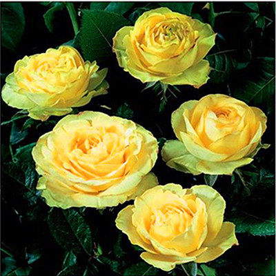 月季花舍伍德玫瑰花 欧月季切花 阳台盆栽绿植 四季开花——飘湘旗舰