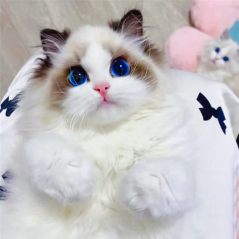 纯种布偶猫幼猫幼崽海双蓝双新脸版布偶猫仙女猫宠物猫活体猫咪