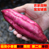大号临安天目山小香薯农家自种番薯地瓜正宗板栗番薯5斤新鲜现挖 大号临安天目山小香薯农家自种番薯地瓜正宗板栗番薯5斤新鲜现挖
