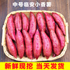 新鲜红薯临安小香薯现挖农家番薯地瓜紫薯板栗味红薯带箱10斤装 新鲜红薯临安小香薯现挖农家番薯地瓜紫薯板栗味红薯带箱10斤装