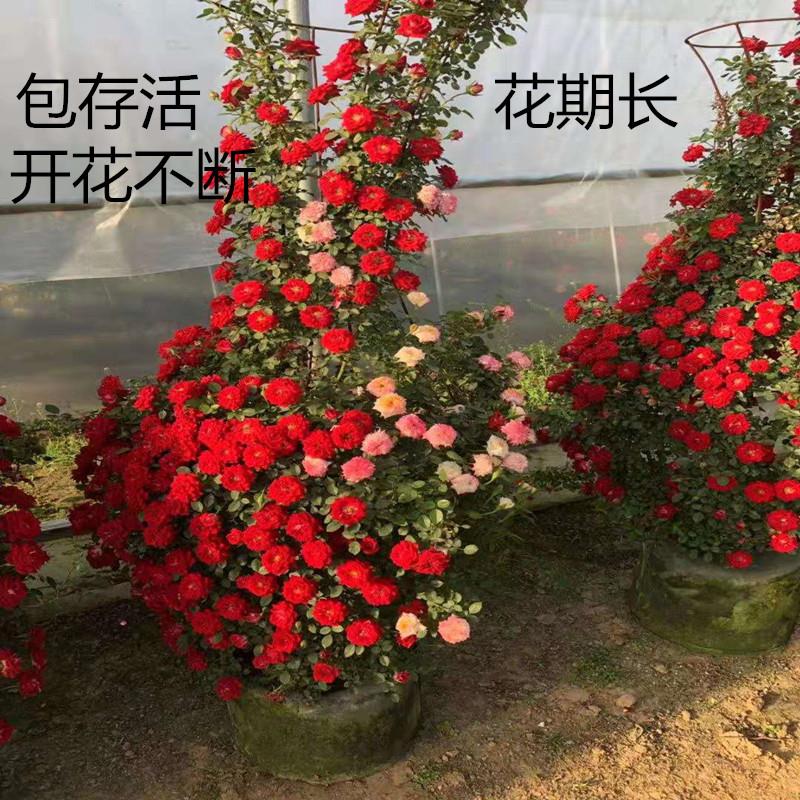 一折月季花苗 爬藤_木香花庭院爬藤四季开花香蔷薇黄花白花红花盆栽