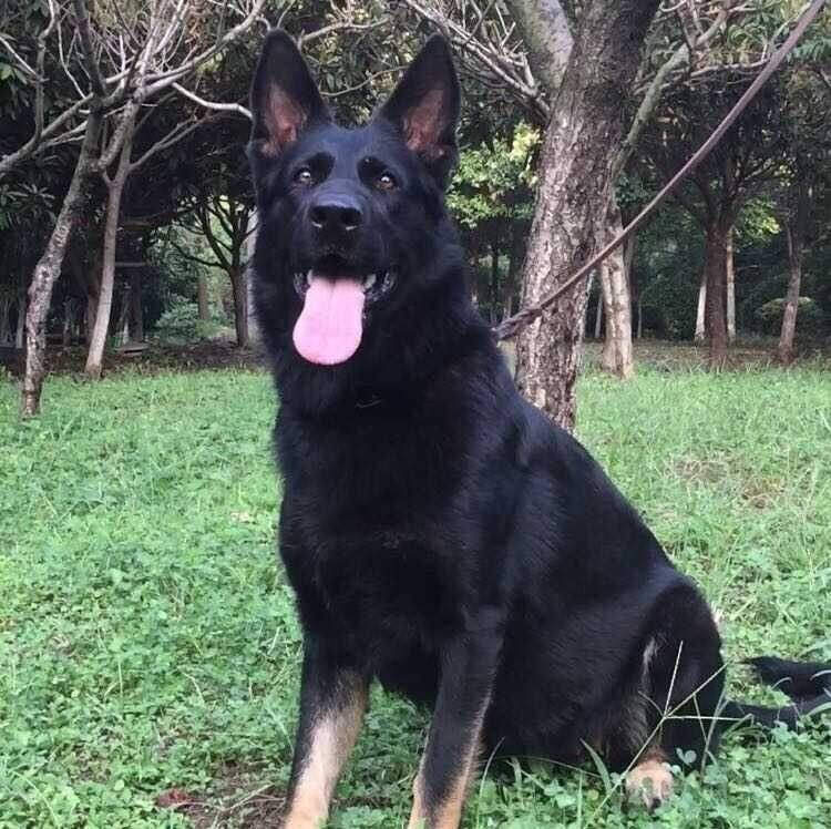 纯种东德牧羊犬幼犬活体警犬幼崽军犬幼犬狼灰色东德牧羊犬昆明犬