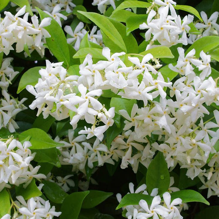 家园艺风车茉莉爬藤植物庭院四季开花芳香藤蔓本攀援爬墙花卉优惠券