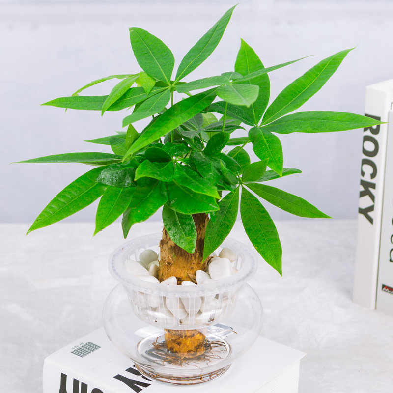 水培发财树盆栽植物室内小盆景四季常青绿植办公室盆栽花卉招财树