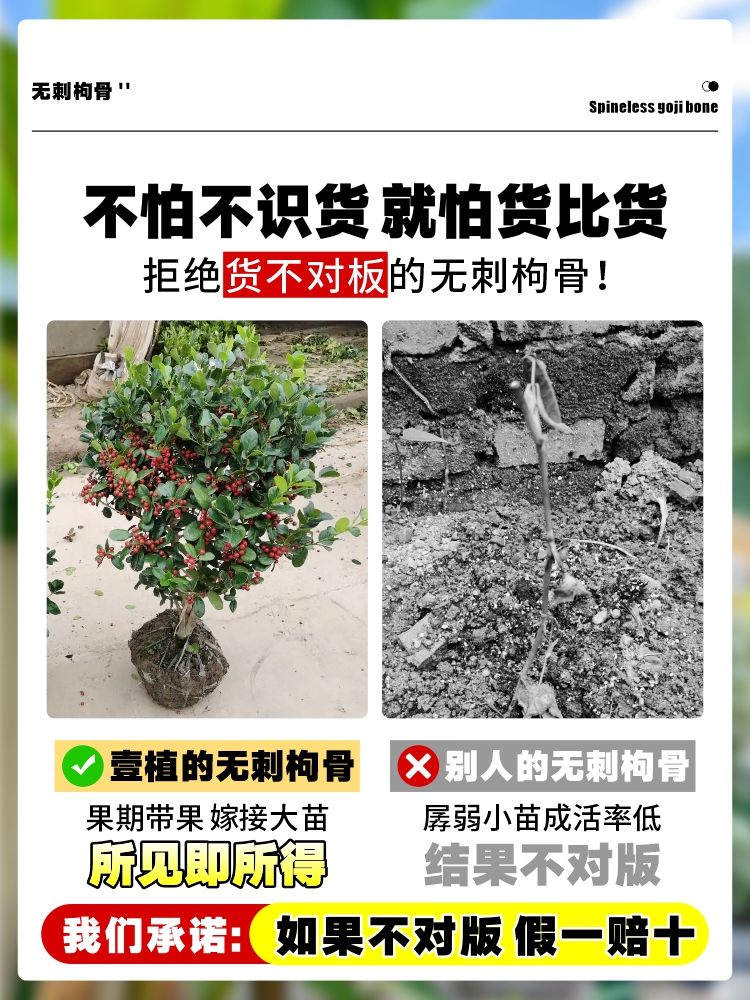 无刺枸骨树苗盆景庭院四季常青苗球北方耐寒绿化苗木满堂红鸿运果