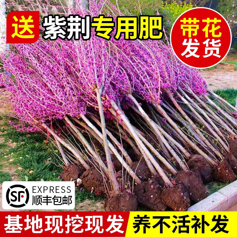 紫荆花树苗室外花卉南北方植物庭院丛生四季开花绿化园林风景树苗