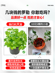 罗勒盆栽可食用大叶香草九层塔苗室内驱蚊绿植物薄荷迷迭香紫苏