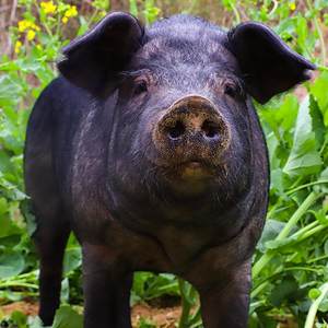 【散养黑猪肉新鲜农家土猪图片】散养黑猪肉新鲜农家