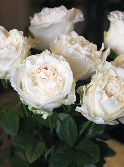 四纯白首不相离白色月季灌木直立切花浓香大花多季盛开-许木木