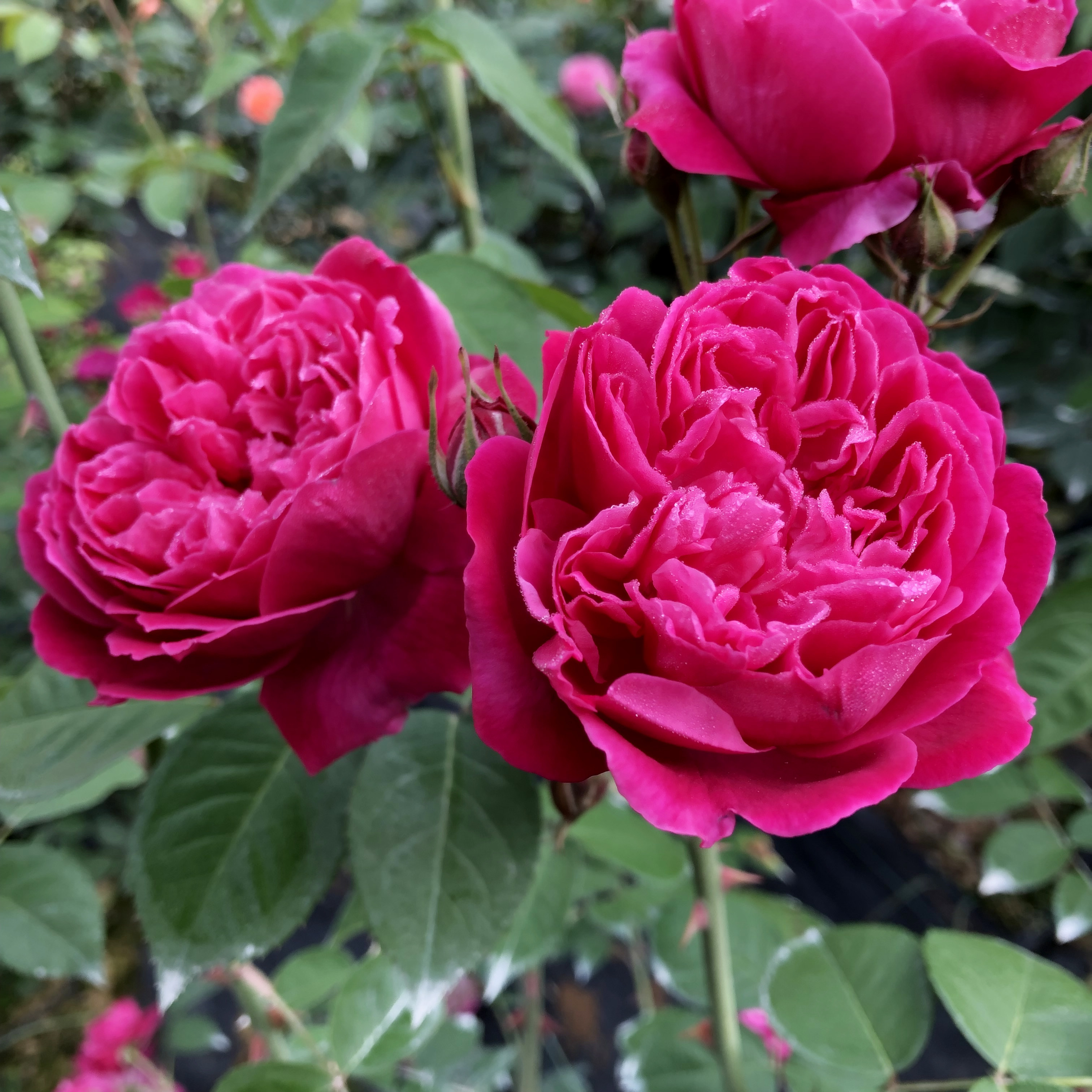 紫燕飞舞 超级浓香经典藤本月季大花中国古老多季开花-许木木月季