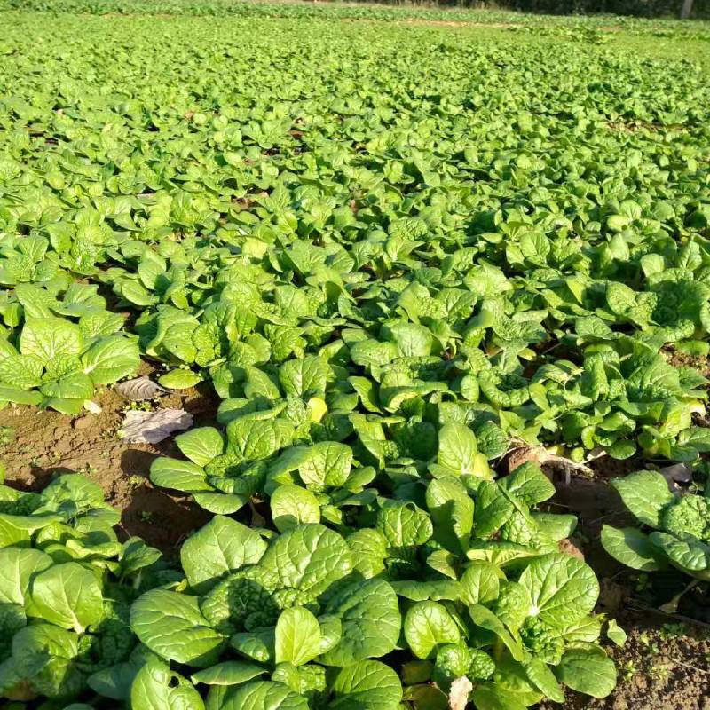 农家自种当季新鲜时令蔬菜小青菜霜冻黄心菜5散装乌塌菜净菜