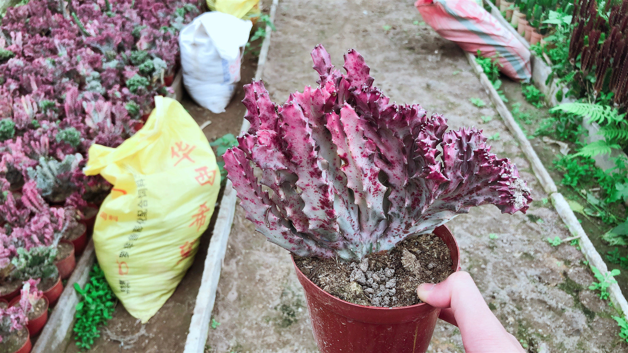 嫁接彩麒麟掌植物盆栽 大乾科红色肉肉植物 桌面防辐射美观盆栽