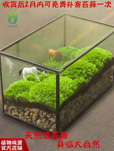 植物青苔微景盒子玻璃盆景苔藓微景观微缩森林生态瓶缸桌面摆件