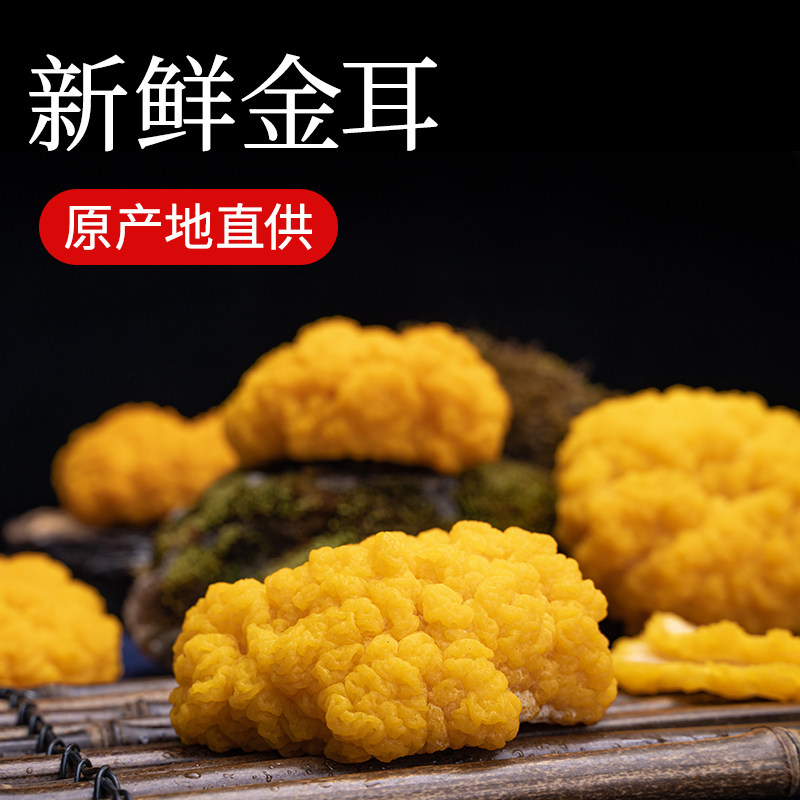 新鲜金耳菌黄金耳银耳黄耳菌云南特产野生新鲜蘑菇食用菌500g