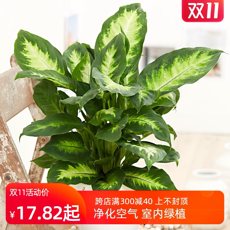 【天狼】萬年青盆栽淨化空氣吸甲醛室內臥室四季常青草本觀葉植物在類目 鮮花速遞/花卉仿真/綠植園藝, 花卉/綠植盆栽(新), 綠植中 - 來自Buy2taobao.com提供專業的淘寶代購服務