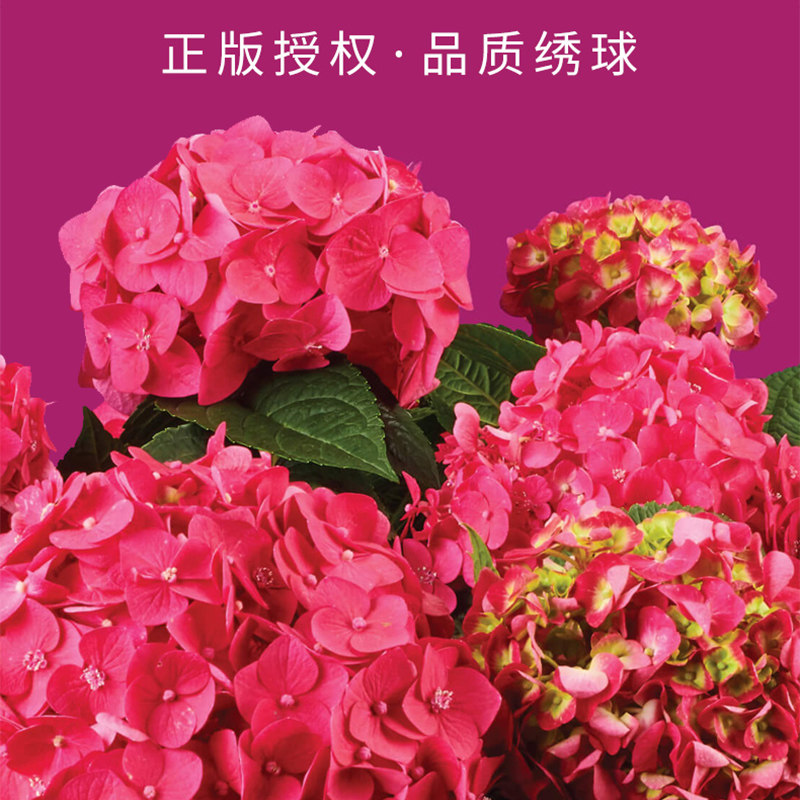 【天狼】绣球盆栽花苗红色蓝紫色无尽夏四季易种紫阳花卉阳台庭院