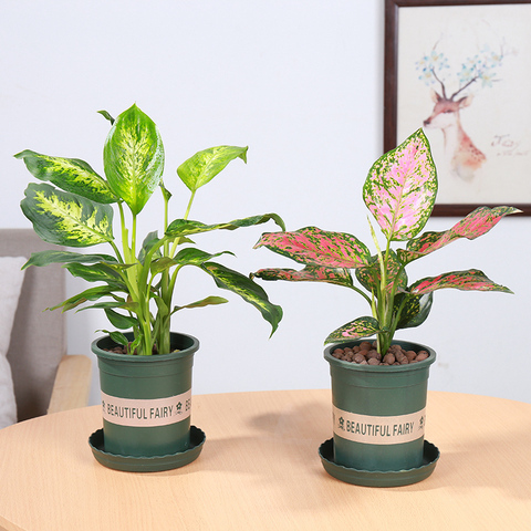 花叶万年青银皇后 如意皇后 盆栽花卉室内净化空气吸甲醛桌面植物
