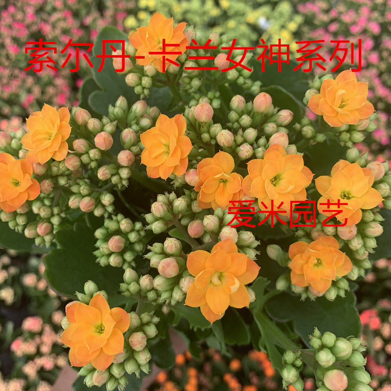 爱米园艺长寿花盆栽进口大花重瓣室内花卉好养-索尔达娜-索尔丹