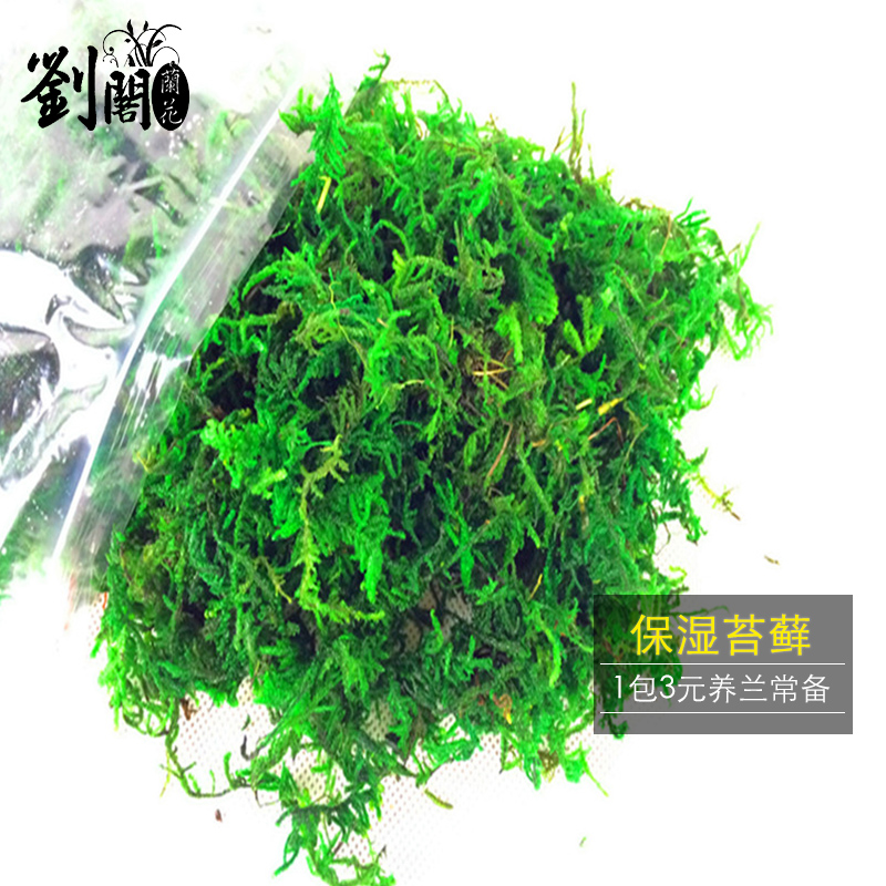 刘阁兰花苗 兰花专用苔藓 美观绿化水苔 花卉盆栽需备绿水草出售