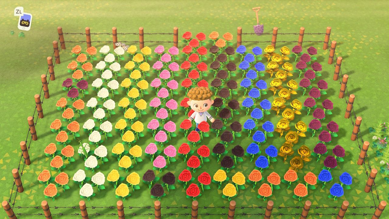 动森花株东森ns三色堇波斯菊动物森友会稀有花异色花金玫瑰铃兰花