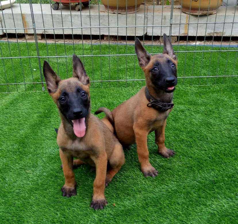 特价德牧大型犬_纯种马犬幼犬活体中大型犬看家护院警犬狼狗比利时