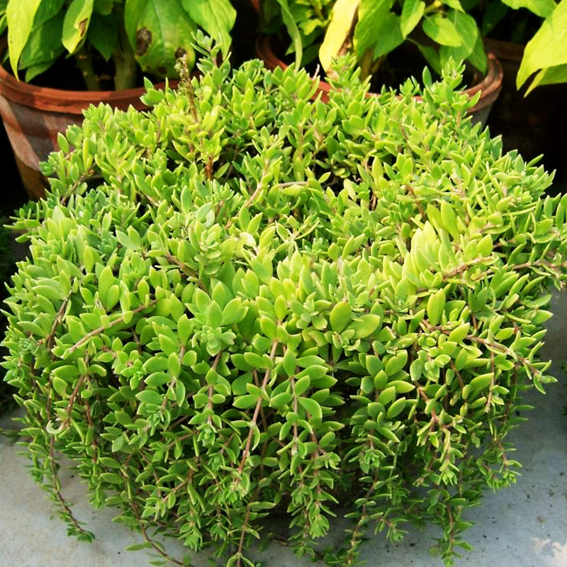 可做中药材垂盆草花苗食用养肝清热解毒吊兰盆栽花卉绿植四季常青