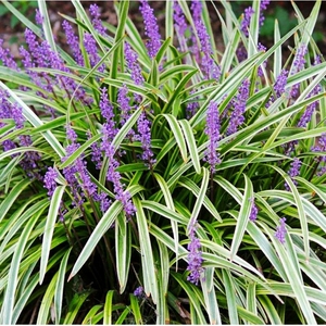 812.8庭园绿植翠芦莉盆栽墨西哥蓝花草069.99.