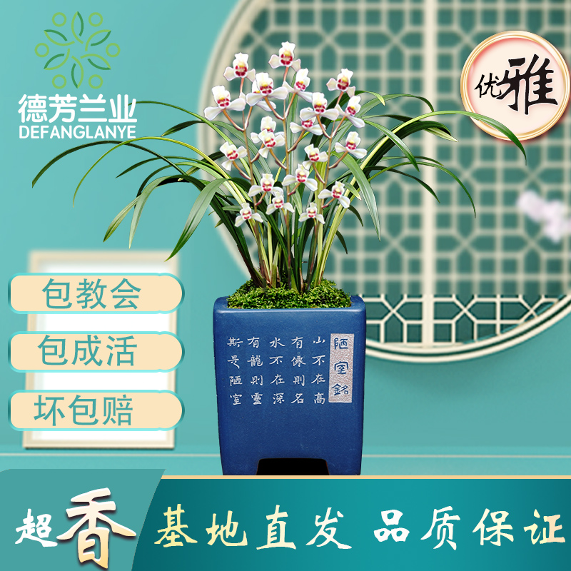 德芳兰业兰花四季建兰花仙子客厅阳台浓香型花卉绿植基地园艺盆栽