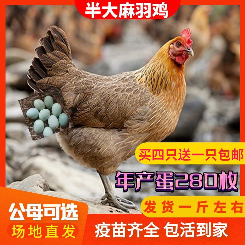 1斤正宗产蛋王麻羽土鸡活苗绿壳下蛋鸡活鸡包活到家珍珠棉鸡仔小
