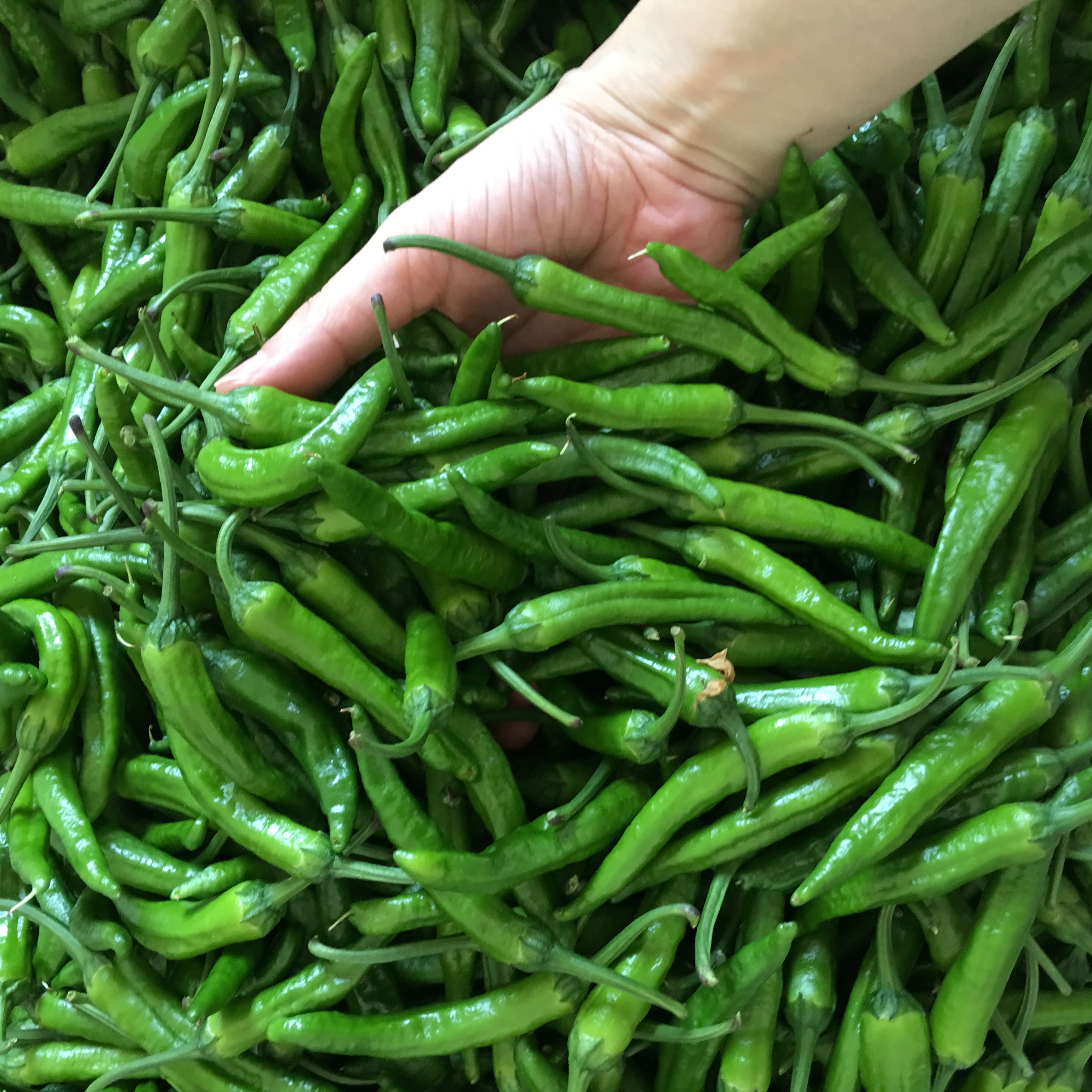 正宗爱马仕辣椒湖南本地农家小辣椒土青椒新鲜岳阳特产现摘现发