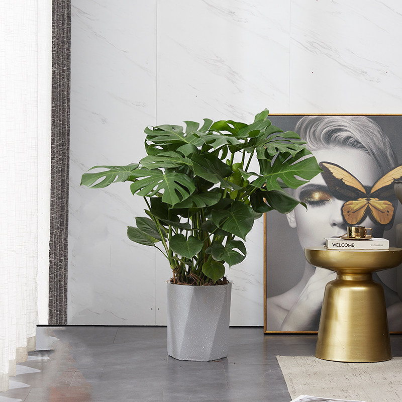 龟背竹客厅大型盆栽办公室吸甲醛