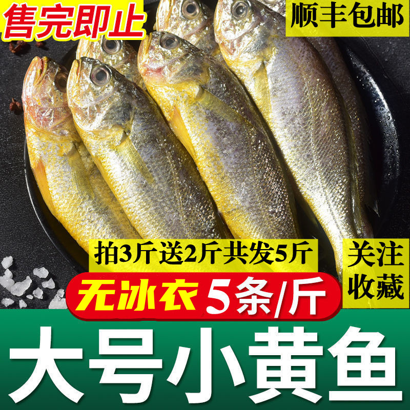 海捕小黄鱼5斤福建黄花鱼鲜活水产黄鱼新鲜海鲜冷冻海黄瓜鱼2500g