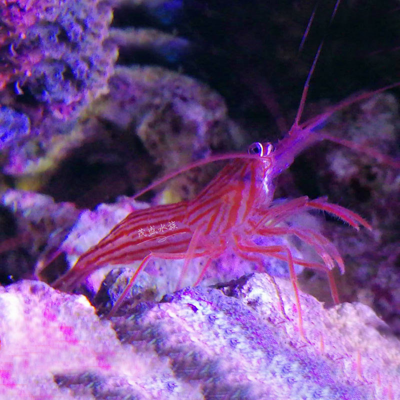 海水虾精品汇聚_价格大全 pc版 -最宠网