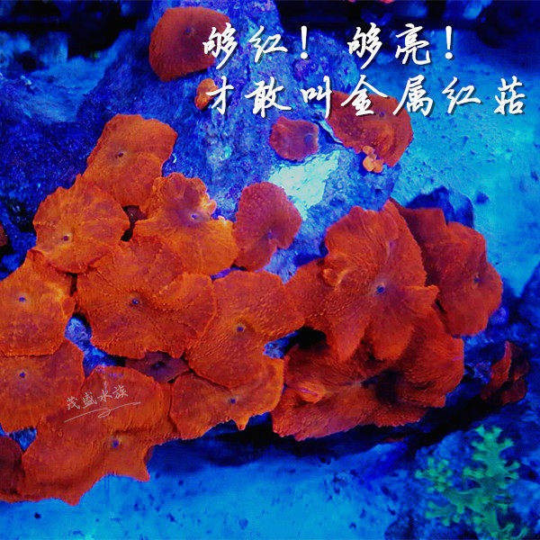 红菇珊瑚金属印尼沙巴香菇红木木耳泡泡yuma其它水族宠物