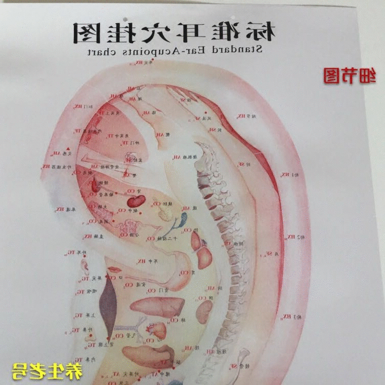 耳朵穴位图