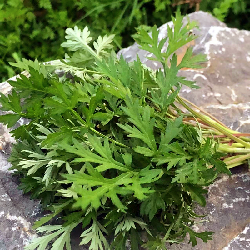 野生新鲜蒿子1000g湖南农村特产青艾蒿草diy自制蒿子粑粑青团食材