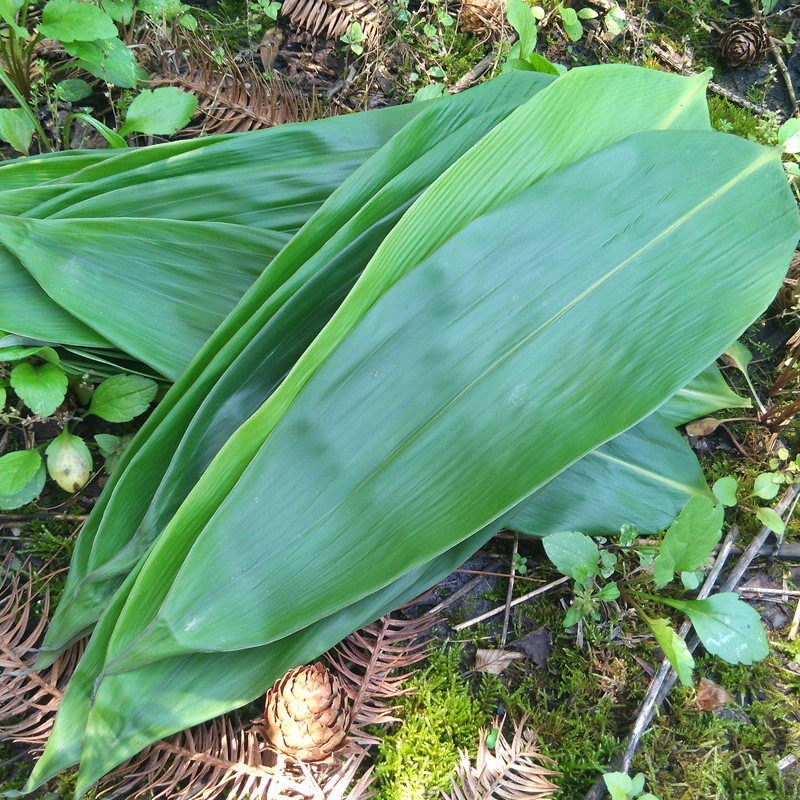 湖南新鲜粽叶80张大号端午包粽子蒿子粑食用农产品现摘天然箬竹叶