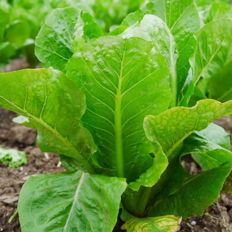 孔雀菜种子种籽生菜沙拉菜籽菜种四季春季盆栽蔬菜孑籽种青菜