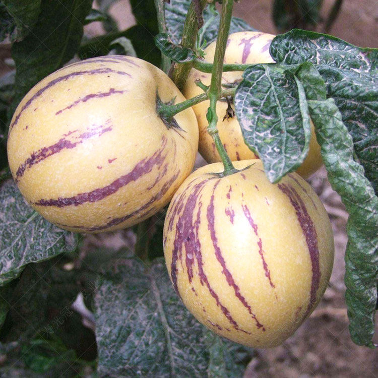 人参果苗人生果种子种籽孑水果果苗南方地栽庭院树苗四季盆栽秧苗