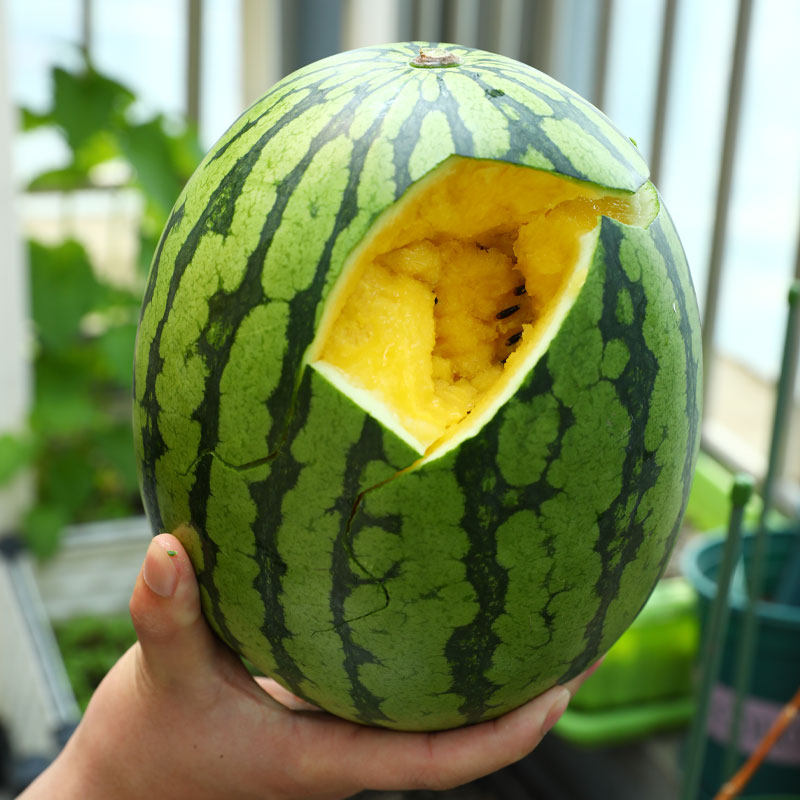 礼品西瓜种子超甜黄瓤小兰迷你小西瓜种籽农家四季种植水果种孑