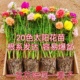 重瓣太阳花苗多色带根混色马齿笕带苞发货室内外阳台庭院盆栽植物