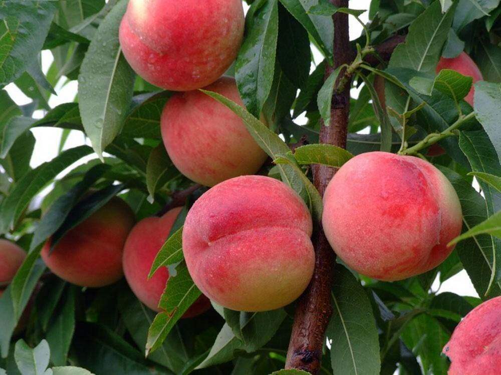 嫁接桃树苗果树苗早熟晚熟水蜜桃黄桃南北方种植地栽盆栽当年结果