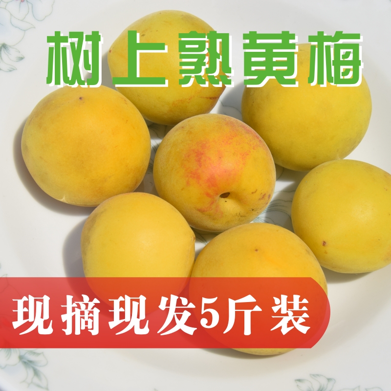 新鲜青梅现摘_现摘新鲜黄梅果酸梅子生梅子制做酵素黄梅酱熟青梅果