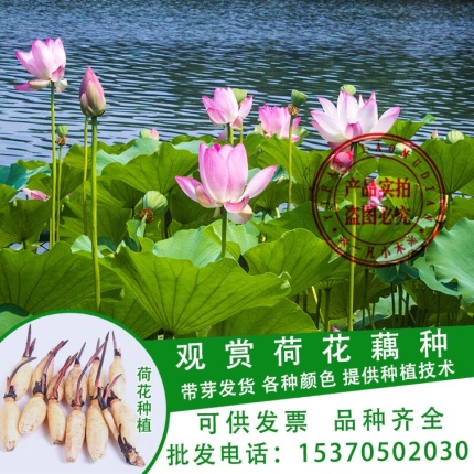 大型观赏荷花种藕苗 莲藕种苗 盆栽荷花种根苗 荷花莲藕苗莲花苗